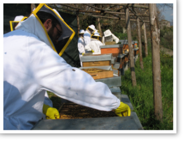 Corsi apicoltura Fattoria didattica