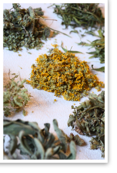 Erbe aromatiche - Agriturismo Iob